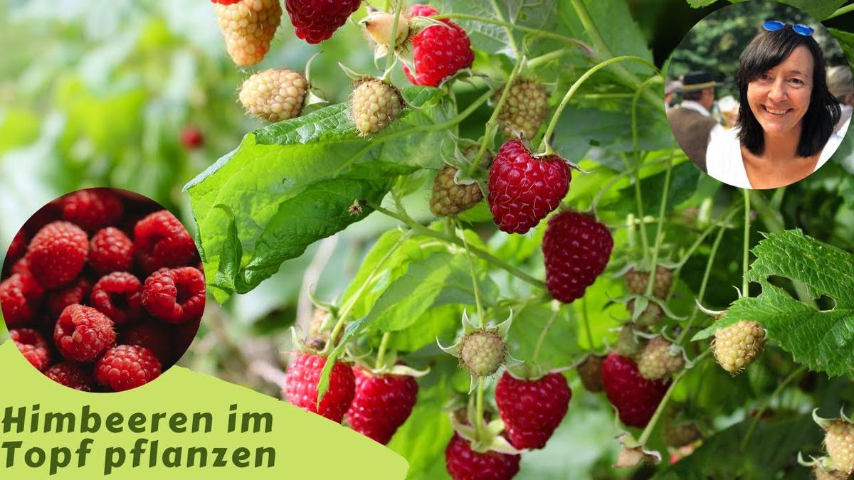 Himbeeren im Topf pflanzen Himbeeren im Kübel Himbeeren anpflanzen Balkon