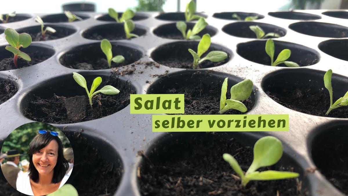 Salat selber vorziehen Salat richtig aussäen und pikieren Salat