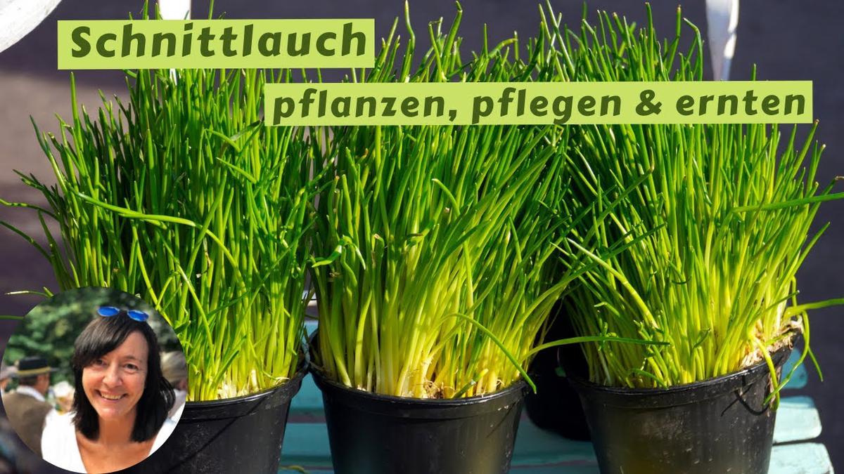 Schnittlauch pflanzen, pflegen und richtig ernten - die wichtigsten ...