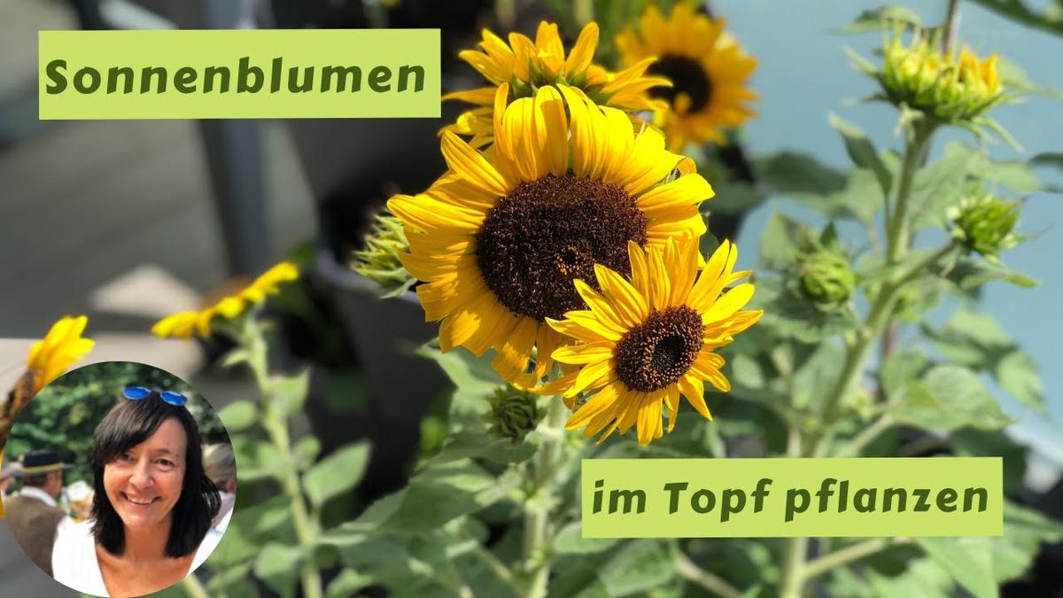 Sonnenblumen im Topf/auf dem Balkon pflanzen Sonnenblumen aussäen und