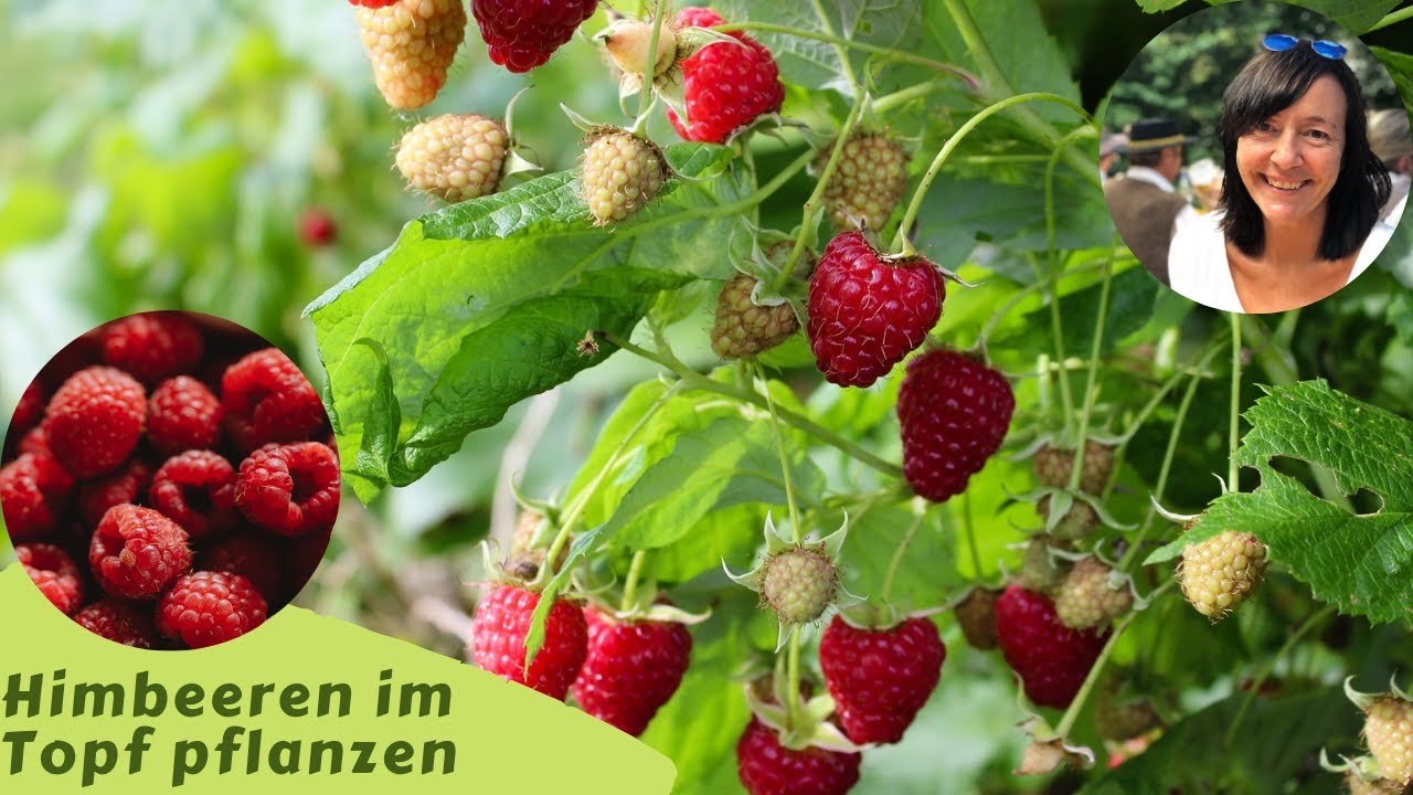 Himbeeren Im Topf Pflanzen - Himbeeren Im Kübel | Himbeeren Anpflanzen ...