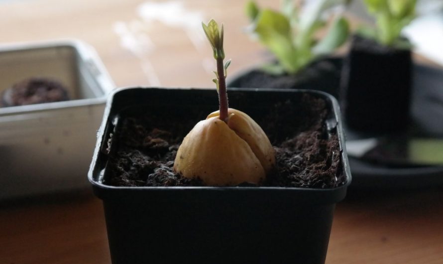Avocado pflanzen – Vergleich Erde vs. Wasser