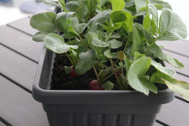 Welches Gemüse auf dem Balkon pflanzen: Radieschen im Blumenkasten pflanzen