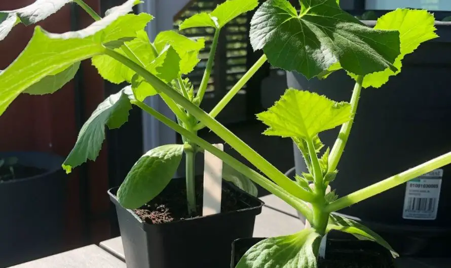 Zucchini vorziehen – Anleitung für die Anzucht