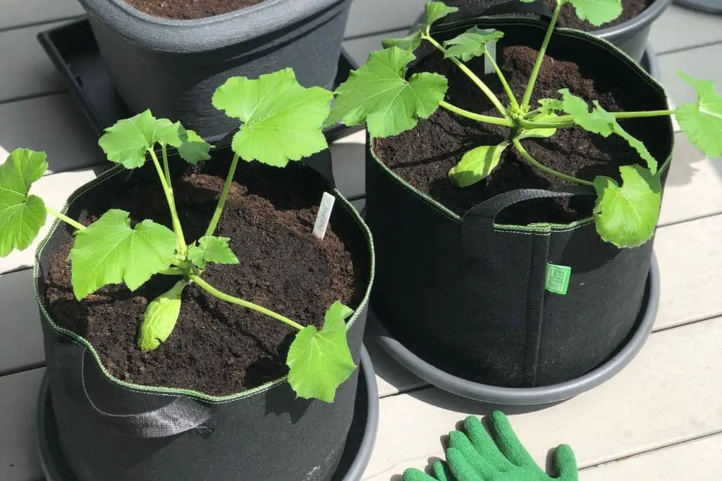 Zucchini auf dem Balkon anbauen: Ein großer Topf ist entscheidend