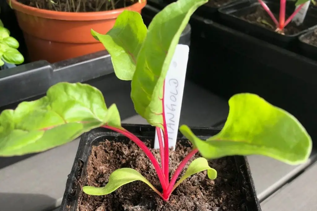 Mangold Jungpflanze 4-6 Wochen nach der Aussaat