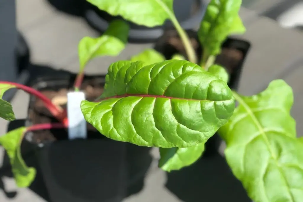 Mangold Jungpflanze 4-6 Wochen nach der Aussaat