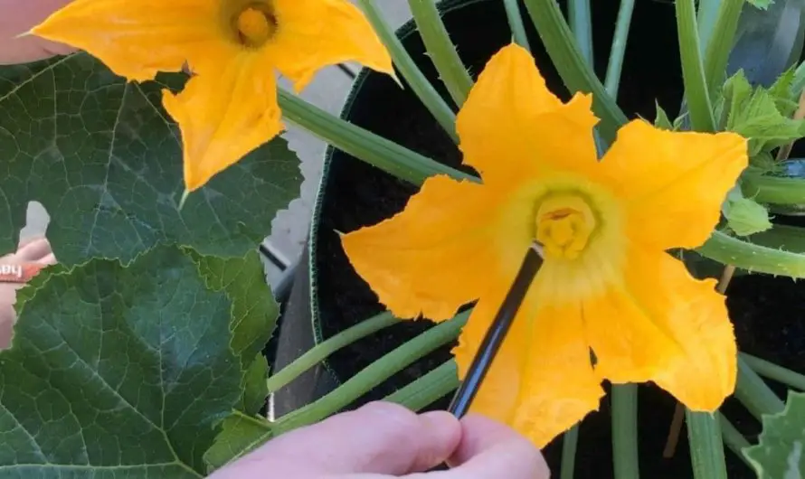 Zucchini selbst bestäuben – männliche und weibliche Blüten