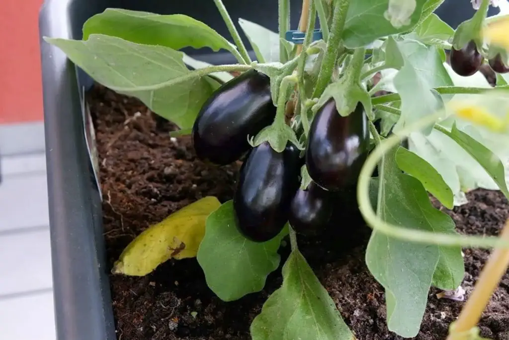 Mini Aubergine pflanzen Wann sind Auberginen reif?