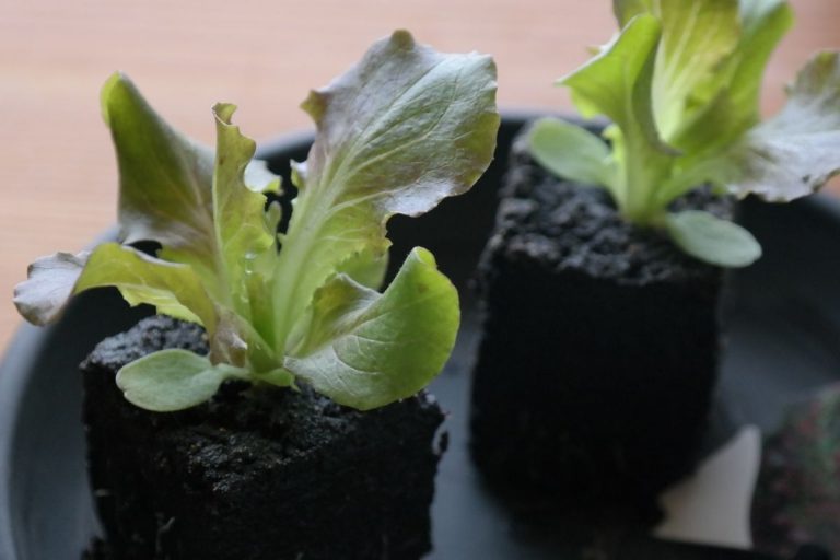 Salat im Topf pflanzen und wochenlang ernten Balkon Oase