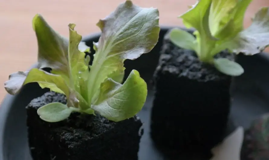 Salat im Topf pflanzen und wochenlang ernten