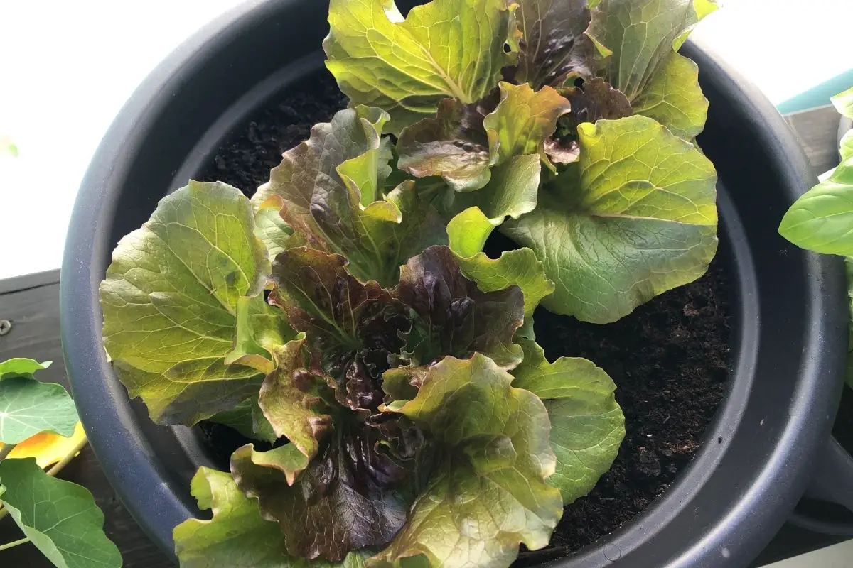 Salat im Topf pflanzen und wochenlang ernten Balkon Oase