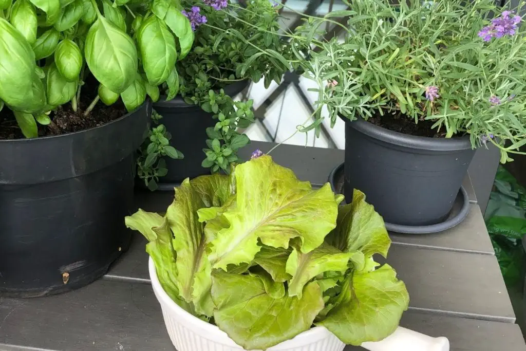 Salat richtig pflanzen und wochenlang immer wieder ernten
