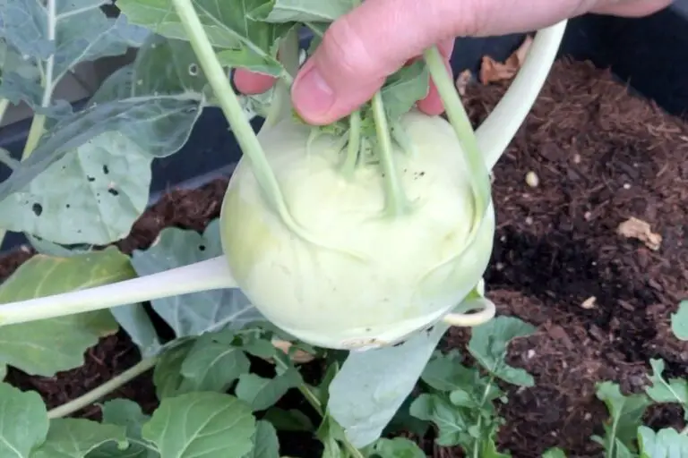 Kohlrabi auf dem Balkon anbauen - die wichtigsten Tipps!