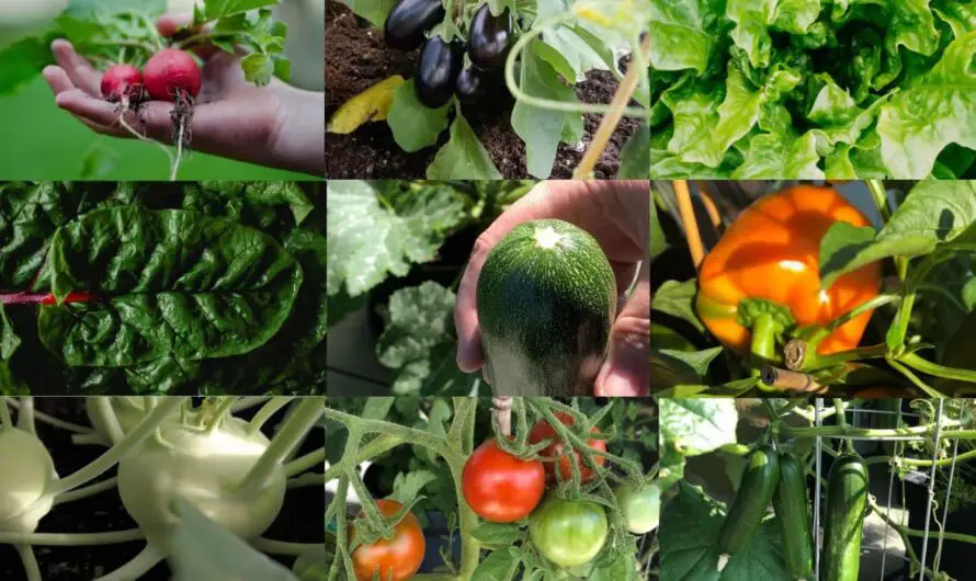 Balkongemüse Top 10 – die besten Gemüse für Töpfe!