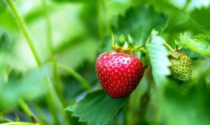 Erdbeeren im Balkonkasten pflanzen – dein Naschbalkon!