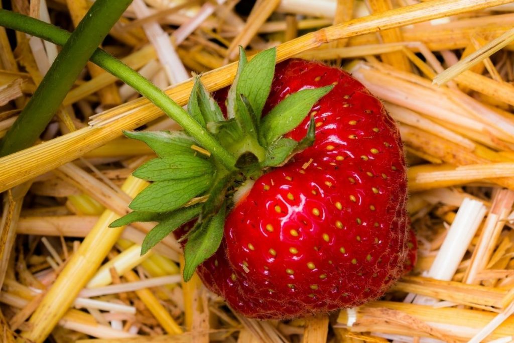 Erdbeeren mit Stroh mulchen
