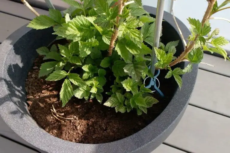 Himbeeren Im Topf Pflanzen & Himbeeren Richtig Schneiden