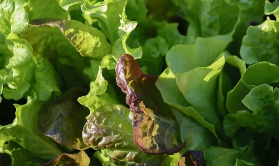 Salat pflanzen Balkon: alles was du wissen musst!