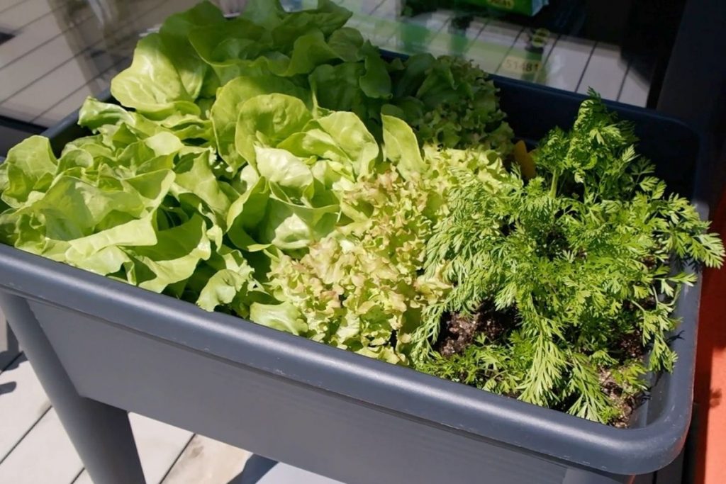 Salat auf dem Balkon anbauen und pflanzen