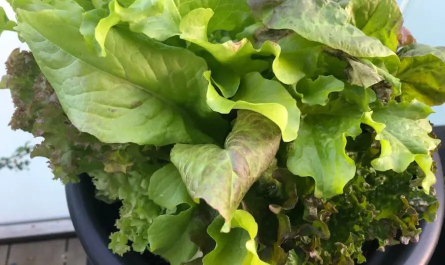Salat pflanzen Balkon: alles was du wissen musst!