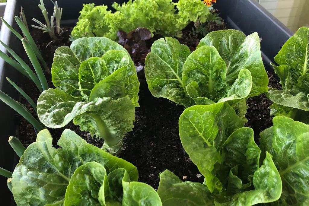 Salat pflanzen Balkon: Salatherzen