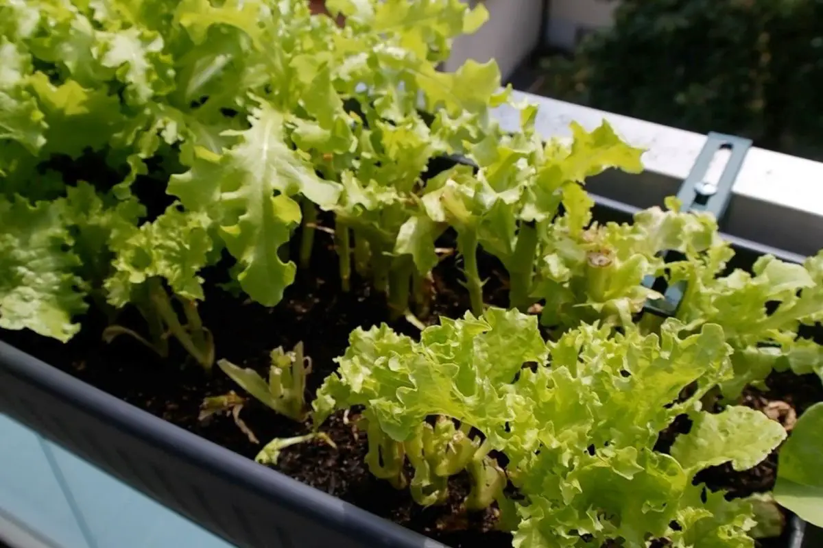 Salat pflanzen Balkon alles, was du wissen musst! Balkon Oase