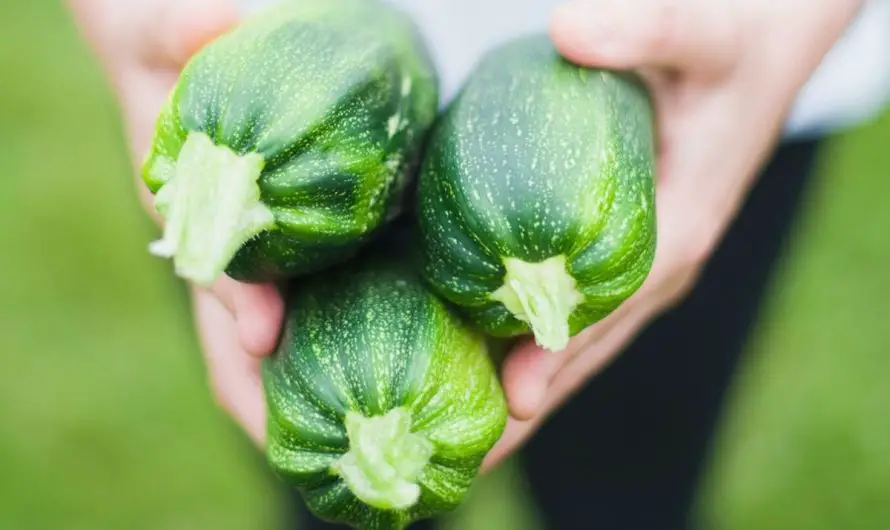 Zucchini im Topf pflanzen – so funktioniert es!