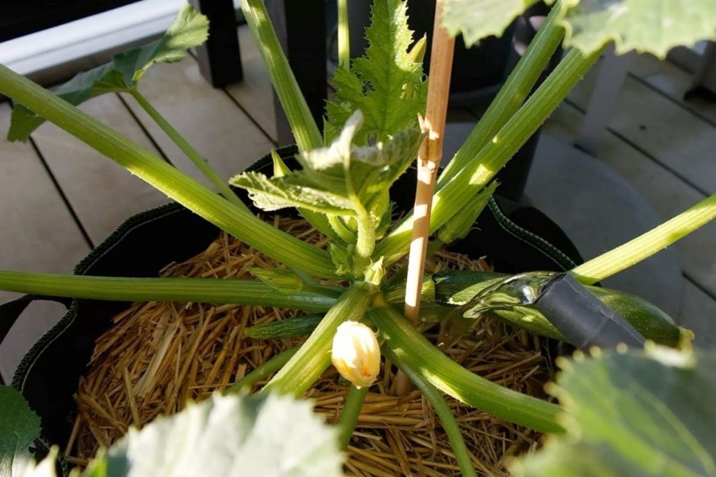Die häufigsten Fragen beim Anbauen von Zucchini: Wie Zucchini gießen