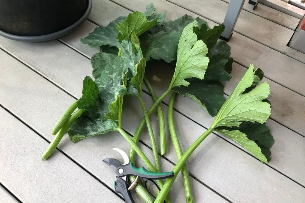 Zucchini Blätter abgeschnitten