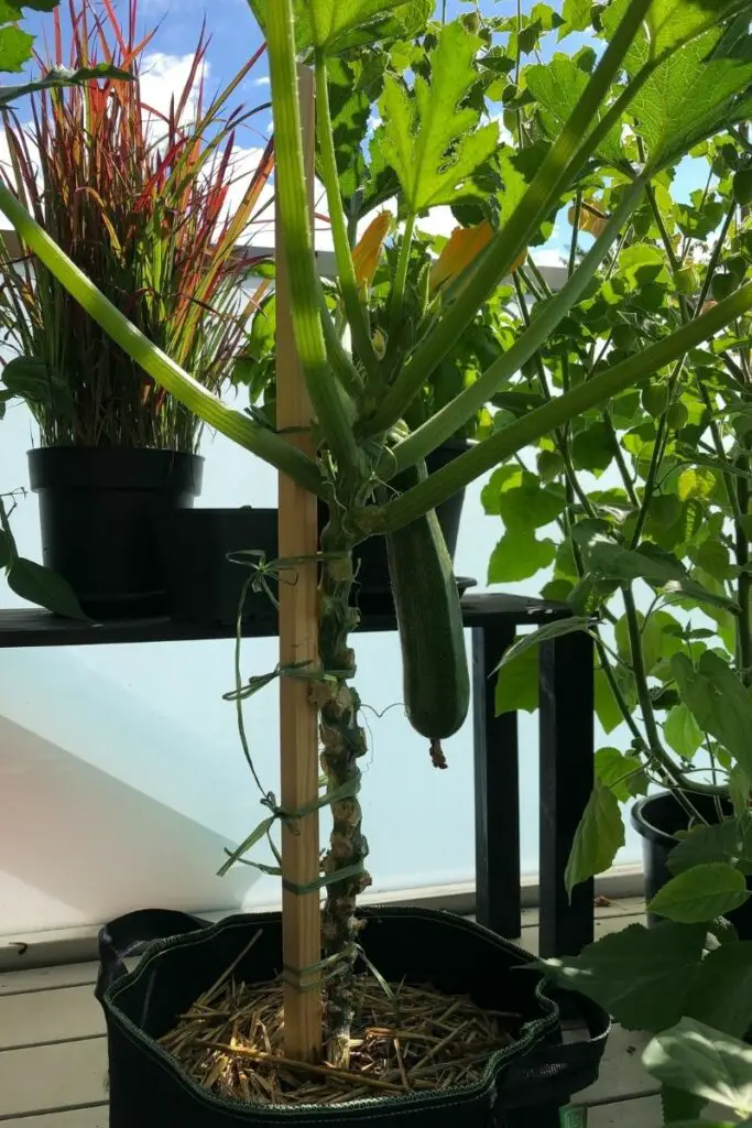 Zucchini vertikal anbauen