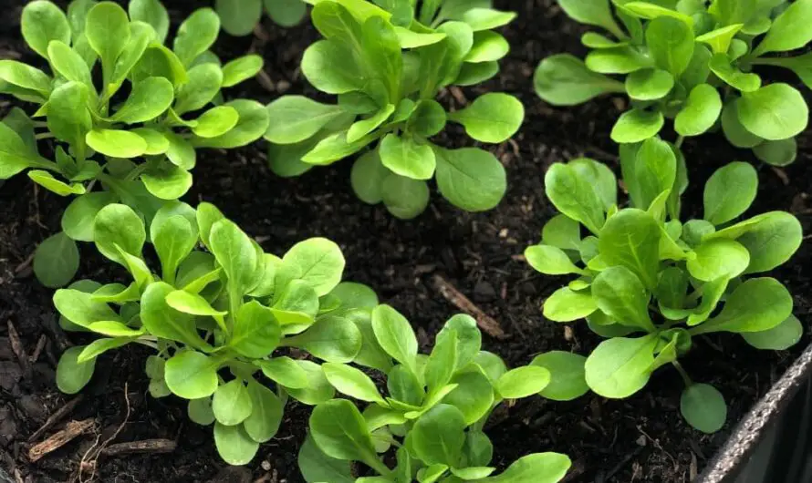 Feldsalat auf dem Balkon anbauen – so geht’s!