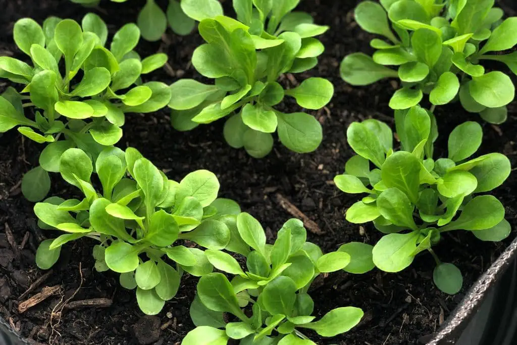 Feldsalat im Pflanzsack