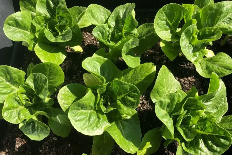 Salate im Herbst/Winter anbauen 7 Ideen für den Balkon