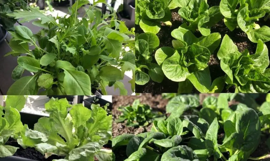 Salate für den Herbst und Winter – 7 Ideen für den Balkon