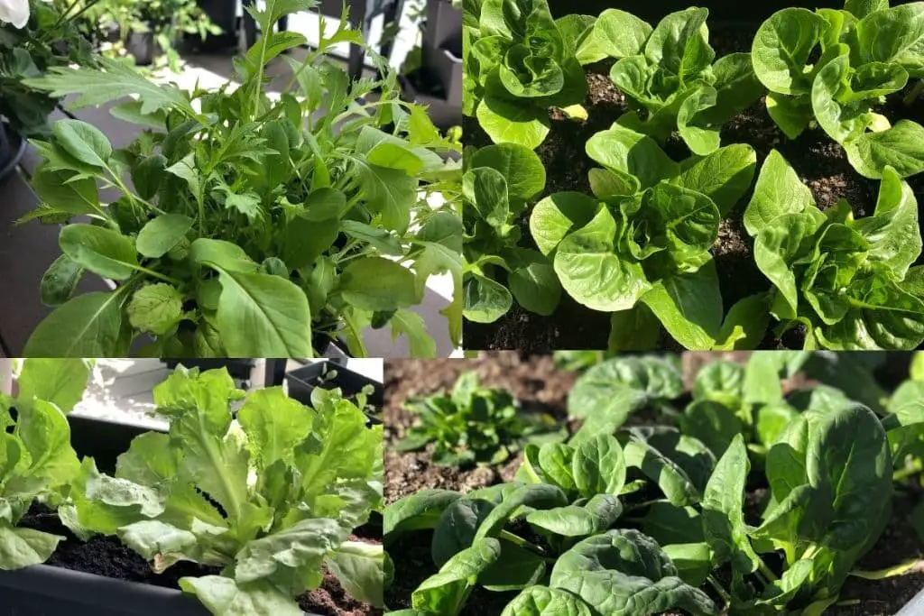 Salate im Herbst/Winter anbauen