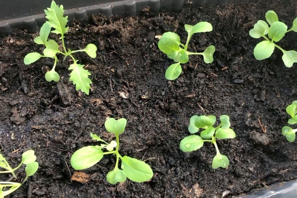 Asia Salat im Balkonkasten pflanzen