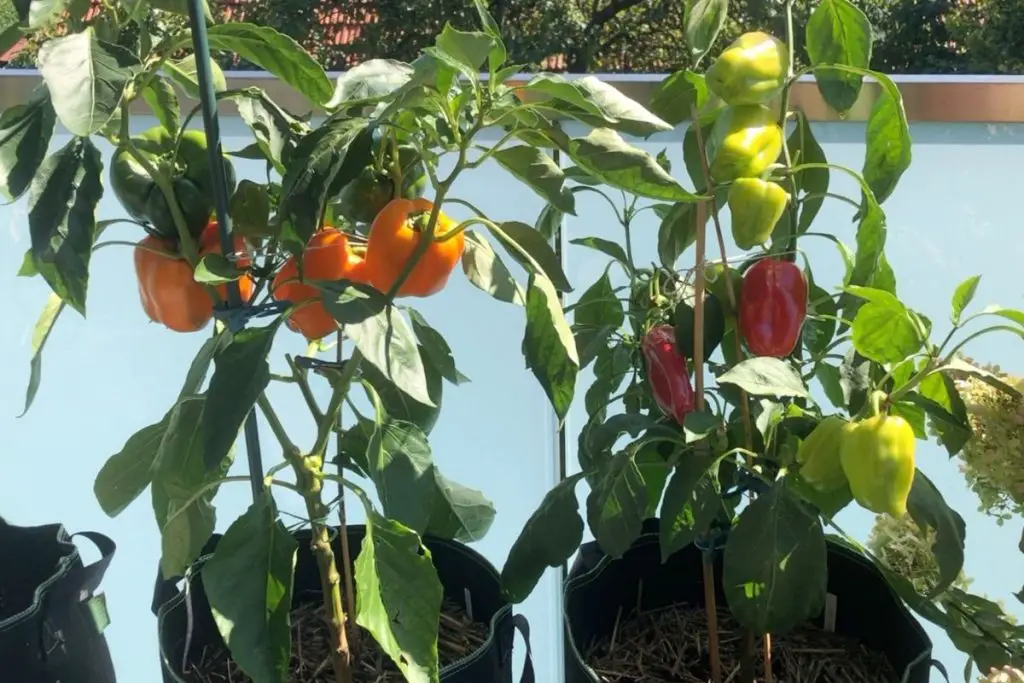 Paprika im Topf pflanzen