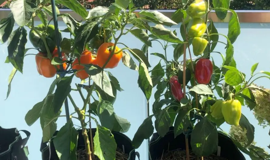 Paprika im Topf pflanzen – von der Aussaat bis zur Ernte
