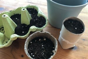 Salat selber vorziehen Salat richtig aussäen und pikieren