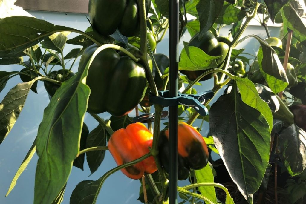 Paprika im Topf pflanzen