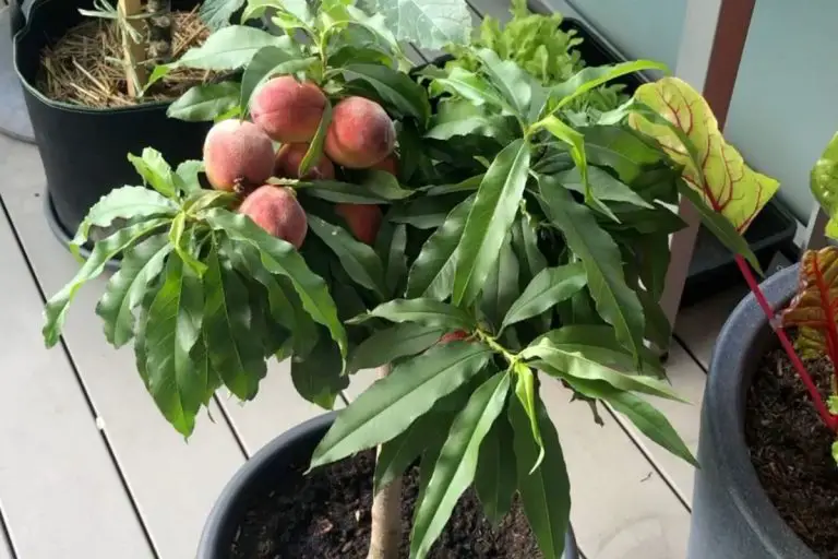 33+ Pfirsichbaum Im Topf Pflanzen, Wichtig dafür sind neben der