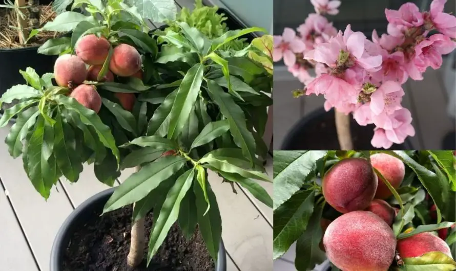 Zwergpfirsich im Topf pflanzen – Frisches Obst vom Balkon