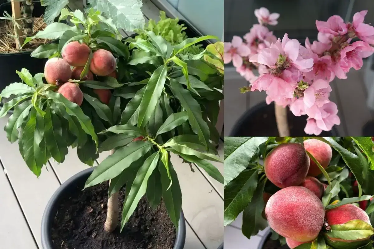 im Balkon - pflanzen Frisches Topf vom Zwergpfirsich Obst