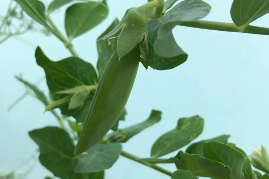 Schnell wachsende Gemüse für den Balkon: Erbsen