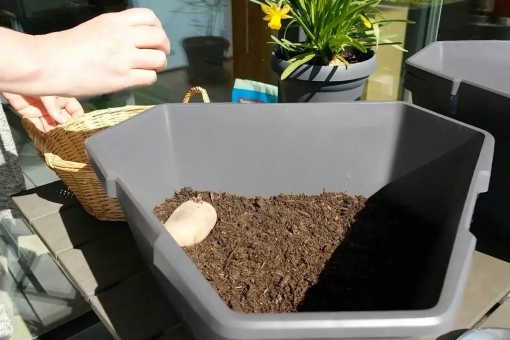 Paul Potato Kartoffelturm: Kartoffeln pflanzen