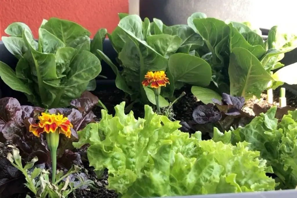 Schnell wachsende Gemüse für den Balkon: Pflücksalat