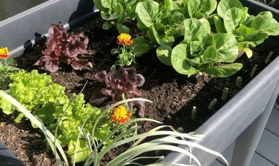 Schnell wachsende Gemüse für den Balkon – 8 Turbo Gemüse