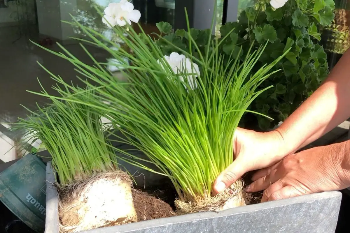 Schnittlauch im Topf pflanzen, pflegen und richtig ernten Balkon Oase