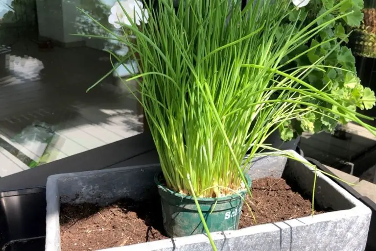 Schnittlauch im Topf pflanzen, pflegen und richtig ernten Balkon Oase